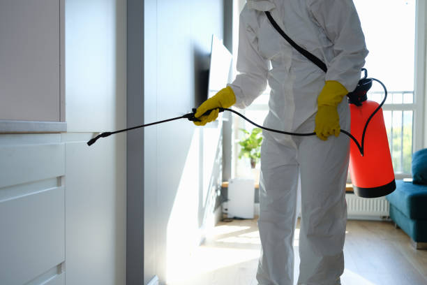 Best Mold Odor Removal Services  in Bronte, TX